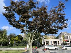 -两河城市森林公园