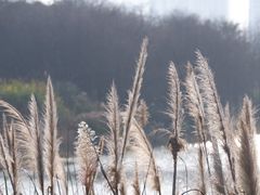 -三垟湿地