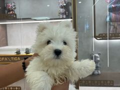 -翊宠yipet猫狗购宠庄园犬舍•猫舍