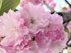 -新虹桥中心花园