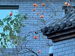 -北京西山国家森林公园