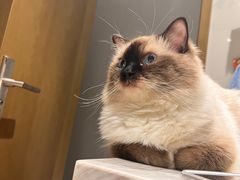 -创凡宠物医院·骨专科  猫科中心(西乡分院)
