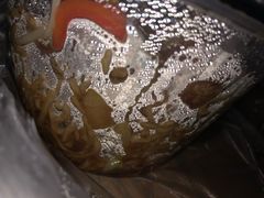 -孙家面馆(小康城店)