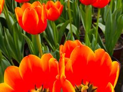 -南宫五洲植物乐园