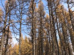 -塞罕坝国家级自然保护区