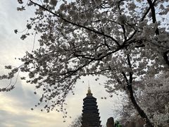 -红梅公园