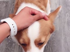 -浣熊柯尔鸭土拨鼠·电玩咖