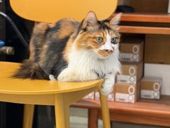 -玫瑰咖啡(中山六路店)