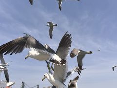 -海驴岛(荣成市)
