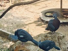 -清迈夜间动物园