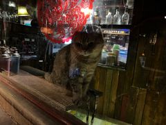 -壹六猫窝(谷德店)