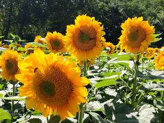 -长白岛森林公园