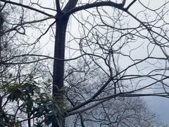 -桂林兴坪漓江