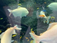 -珠海长隆海洋王国