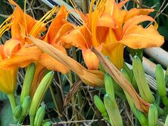 -岣嵝峰国家森林公园