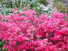 -木兰云雾山