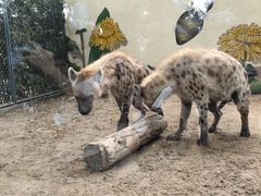 -北京野生动物园