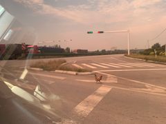 -广合草鸡(总店)