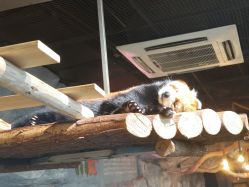 -Zoolung Zoolung动物主题公园(海信广场店)