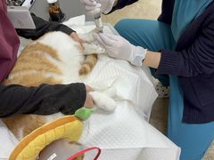 -美联众合动物医院·24h转诊中心