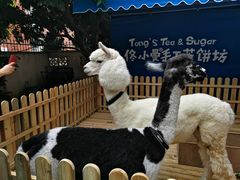 -佟小曼手工茶饼坊(鼓浪屿1店)