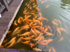 -枫香湖儿童公园