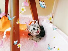 -十年猫舍·猫咪专门店(普陀店)