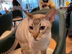 -遇见羊驼·奶狗咖·布偶猫咖·法斗柯基柴犬阿拉斯加(春熙路太古里IFS店)