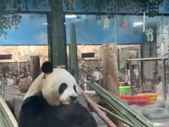 -栾川竹海野生动物园