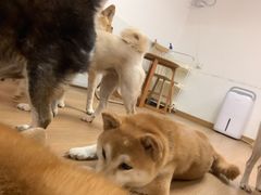 -是阿柴呀！柴犬咖啡·爱喵喵猫咖