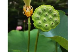 -东山风景区(洞庭东山)