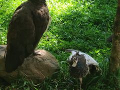 -瑞丽独树成林风景区