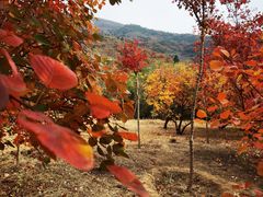 -北京十三陵国家森林公园蟒山景区