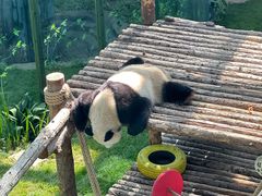 -大连森林动物园