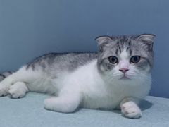 -喵的天空名猫咖啡馆·撸猫·猫舍·用品