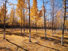 -永定河休闲森林公园