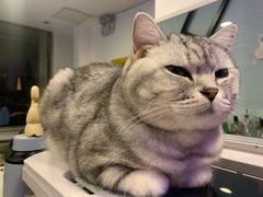 -平行世界·猫咖(首经贸店)