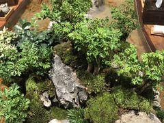 -森味薪火烧•烧鸟居酒屋•日本料理(望京店)