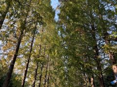 -黄海国家森林公园