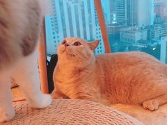 -Catmate·猫肥家润(金润铂宫店)