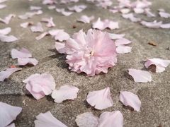 -高东镇樱花园