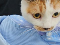 -利又安动物医院··老年病·猫科犬科·中兽医