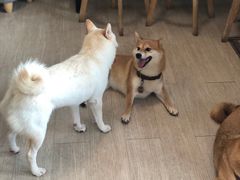 -柴犬高等学院·狗咖·柴犬售卖·宠物训练