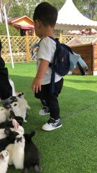 -萌宠亲子动物乐园(槐房万达店)