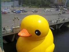 南湖公园大黄鸭-沈阳南湖公园