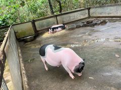 -海南热带野生动植物园