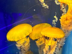 -海合安武汉极地海洋公园