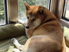 -达爱动物医院·犬猫分区·CT·复杂眼科(远洋山水分院)