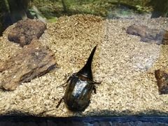 -上海大自然野生昆虫馆(东方明珠·爬宠昆虫探索中心)