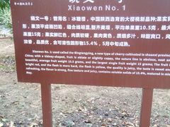 -樱桃沟景区